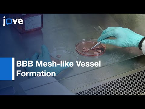 BBB Mesh-like Vessel Formation and Disruption: in vitro Assessment | Protocol Preview
